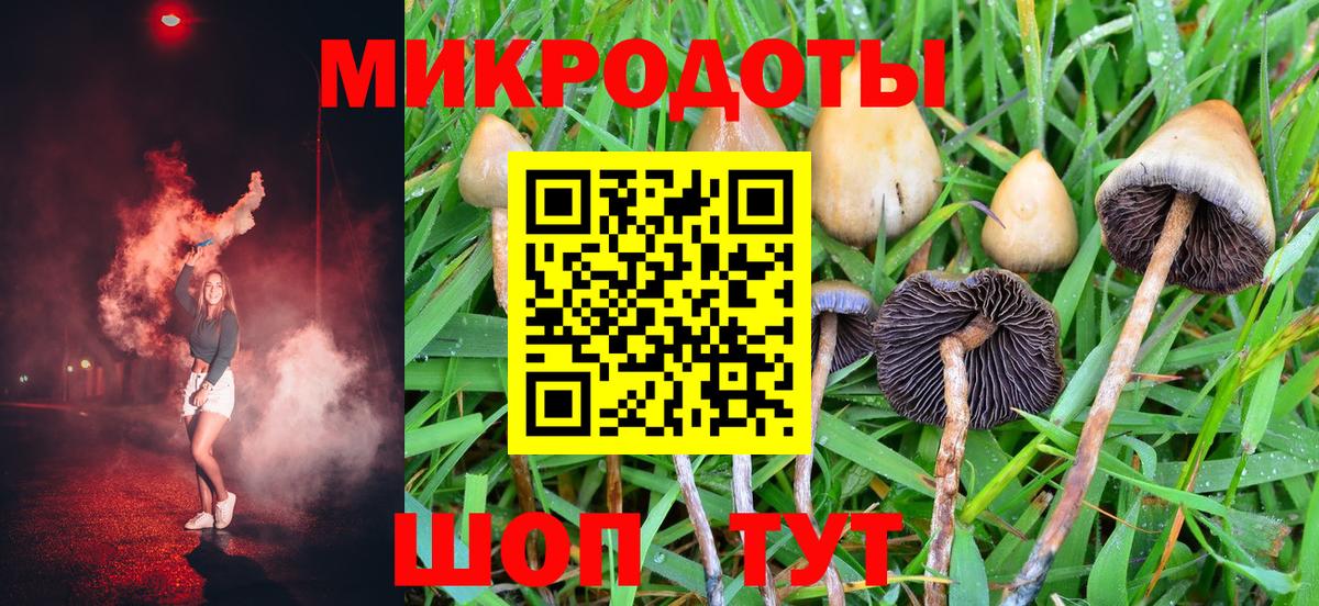 Галлюциногенные грибы Psilocybe Пушкино